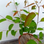 Muchovník (Amelanchier) ´PRINCESS DIANA´ - výška 20-40 cm, kont C2L